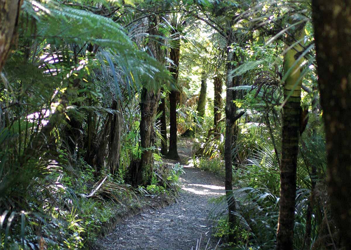 Auckland Sights Tour Auckland Sights Tour