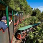 Driving creek railway on coromandel day tour