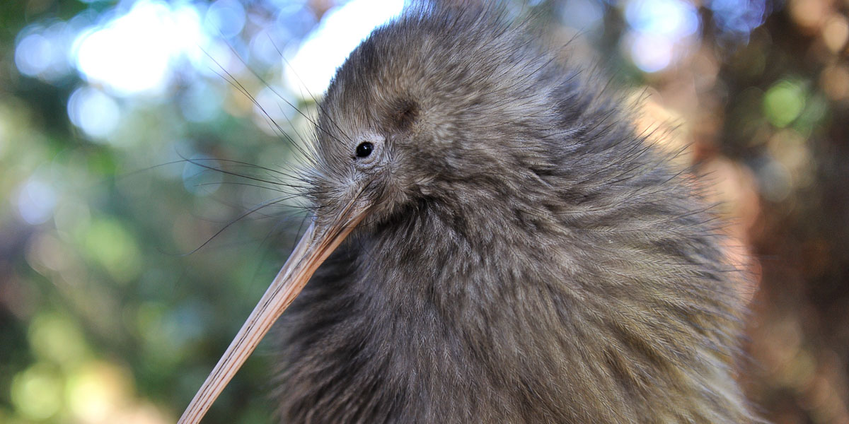 Kiwi bird visited on a day tour from Auckland to Rotorua